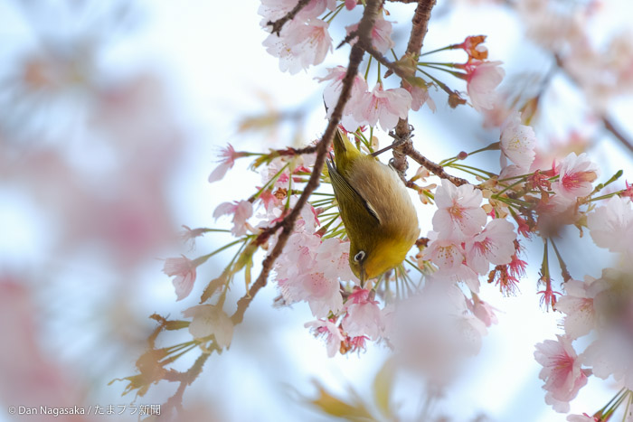 メジロと玉縄桜