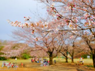 2017/04/03撮影の桜（ソメイヨシノ）