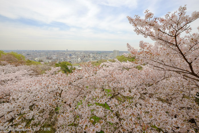 生田緑地 枡形山の桜は満開過ぎ 動画あり たまプラ新聞