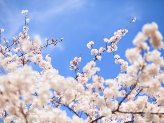 菅生緑地の満開のソメイヨシノ
