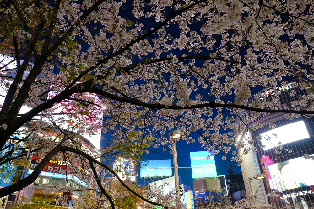 渋谷の夜桜
