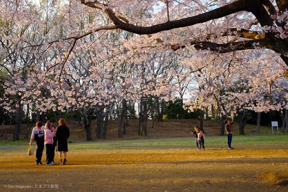 満開の桜の公園スナップ