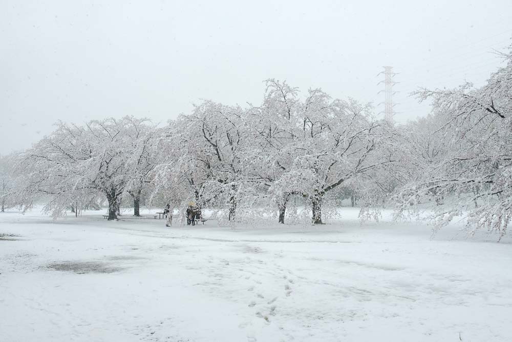 菅生緑地広場の満開の桜と雪