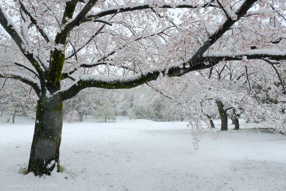 満開のソメイヨシノと雪景