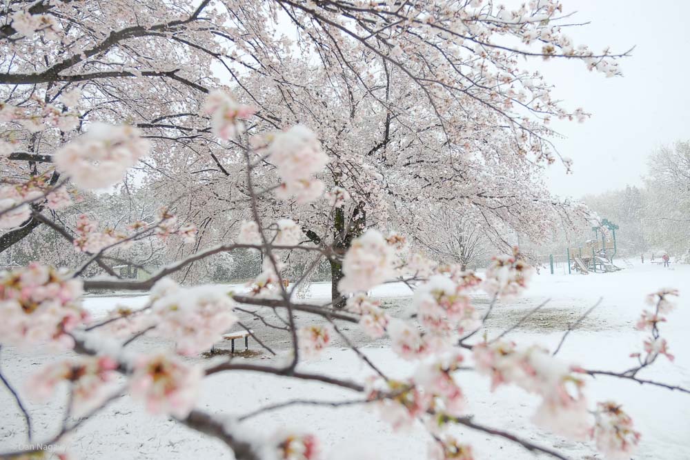 ソメイヨシノの花に積雪