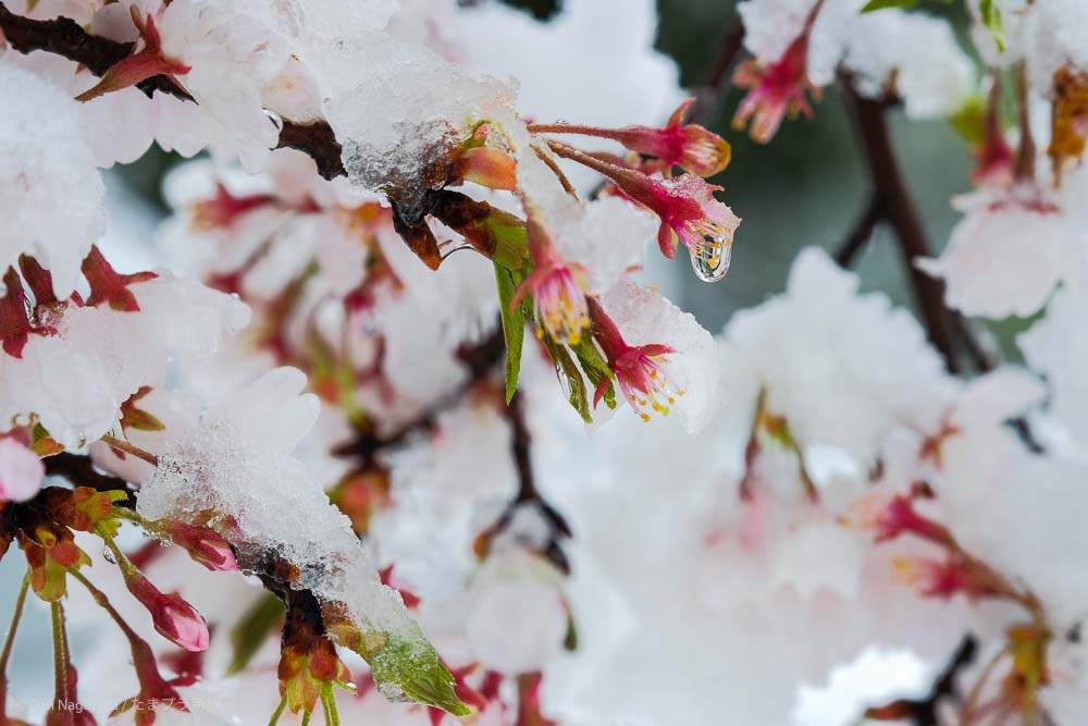 雪が積もる桜花