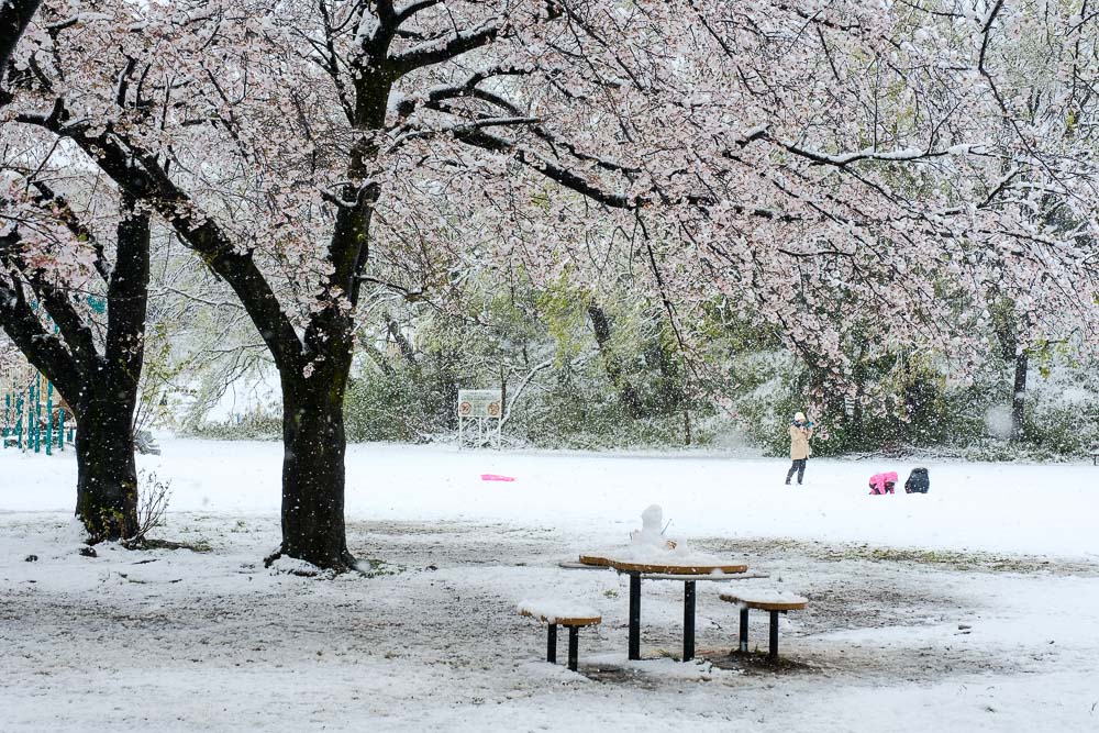 雪遊びする親子と桜