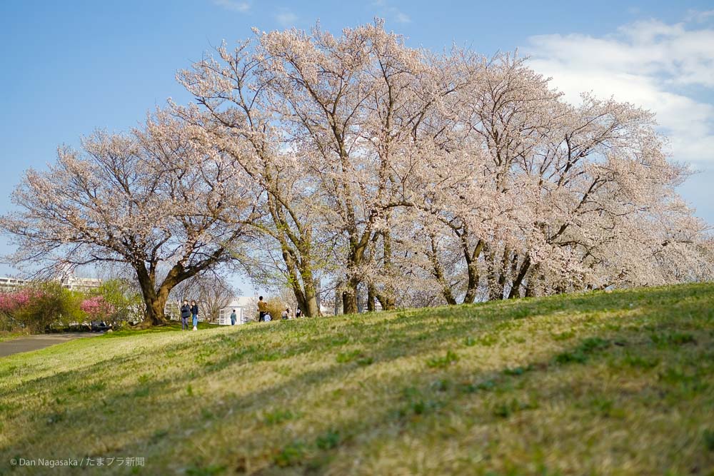 中川八幡山公園の満開の桜