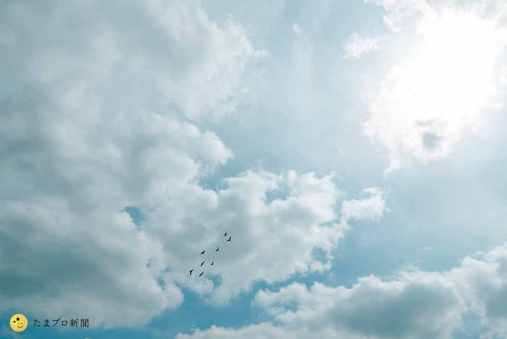 大空を飛ぶ鳥たち