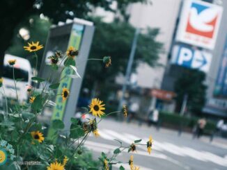 ひまわりとイトーヨーカドーたまプラーザ店