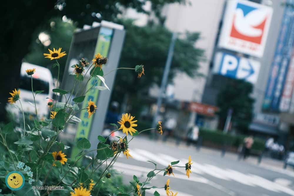 ひまわりとイトーヨーカドーたまプラーザ店
