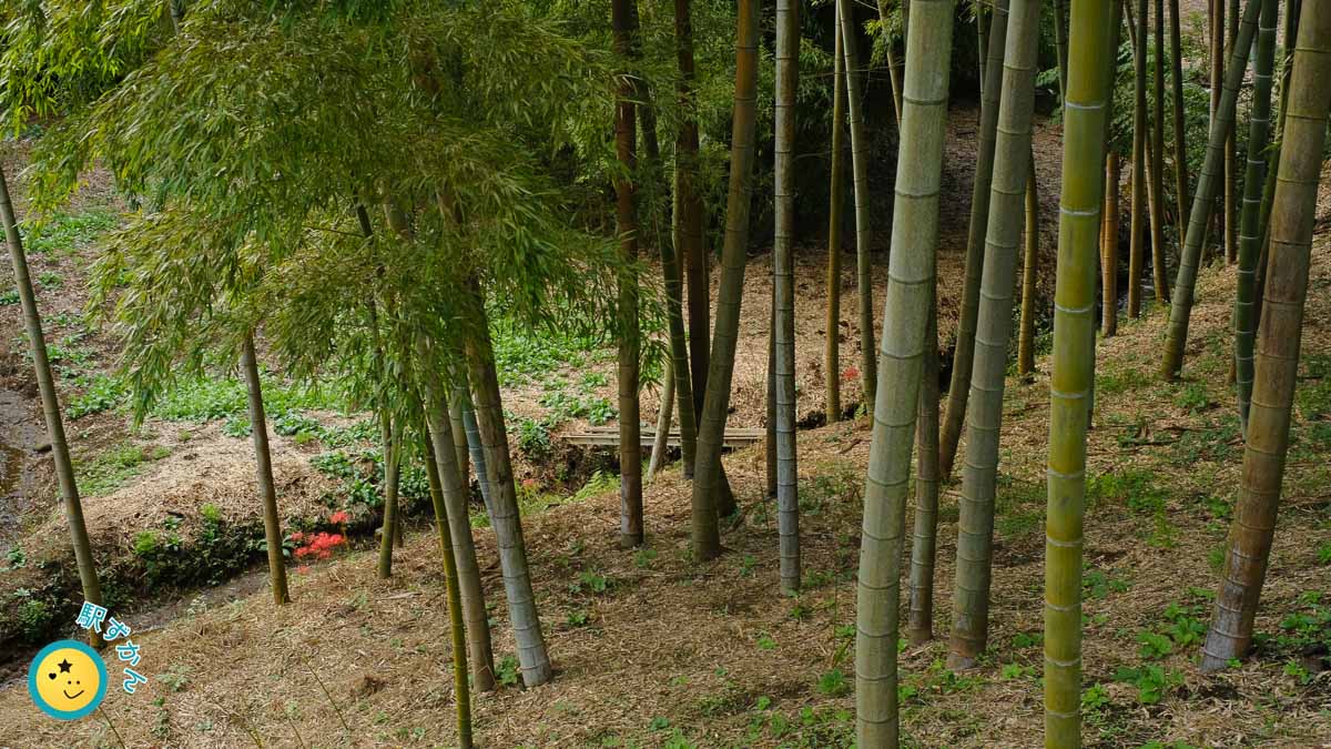 竹林のヒガンバナ