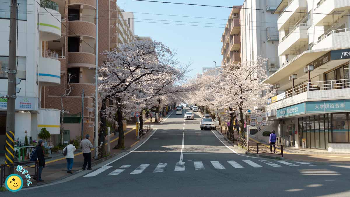 宮崎台駅前の桜並木