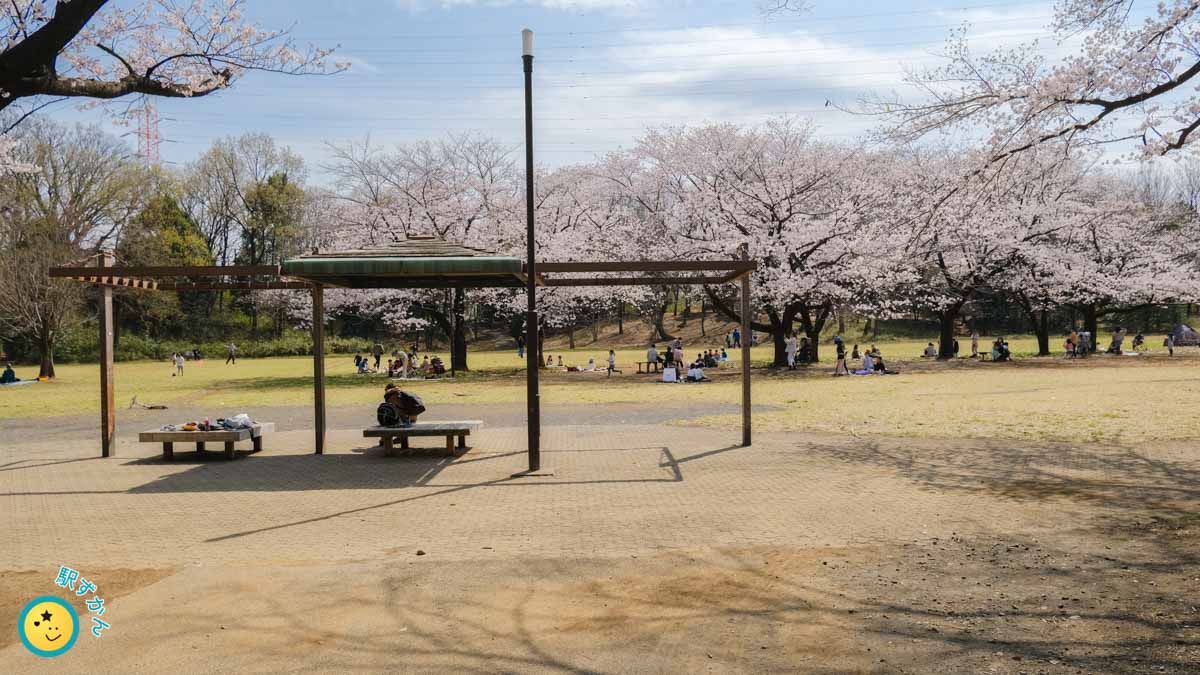 菅生緑地の桜