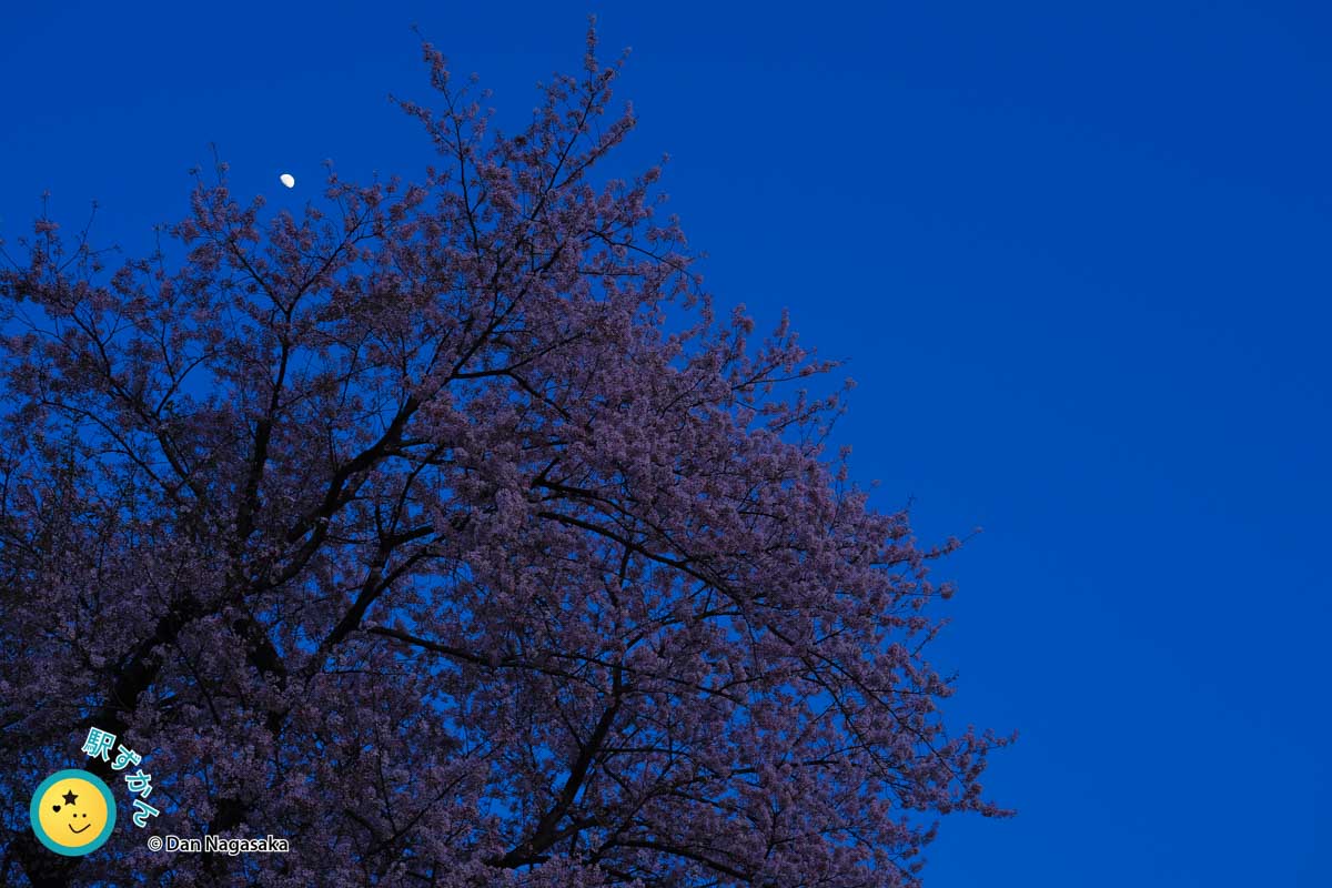 上弦の月と夜桜