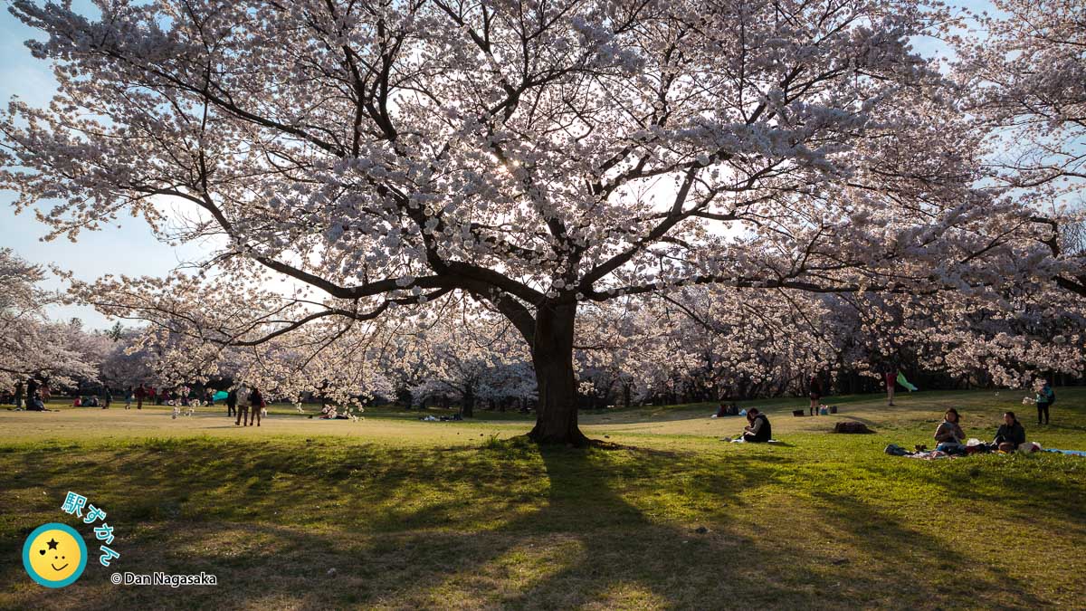 逆光の桜の木 © Dan Nagasaka