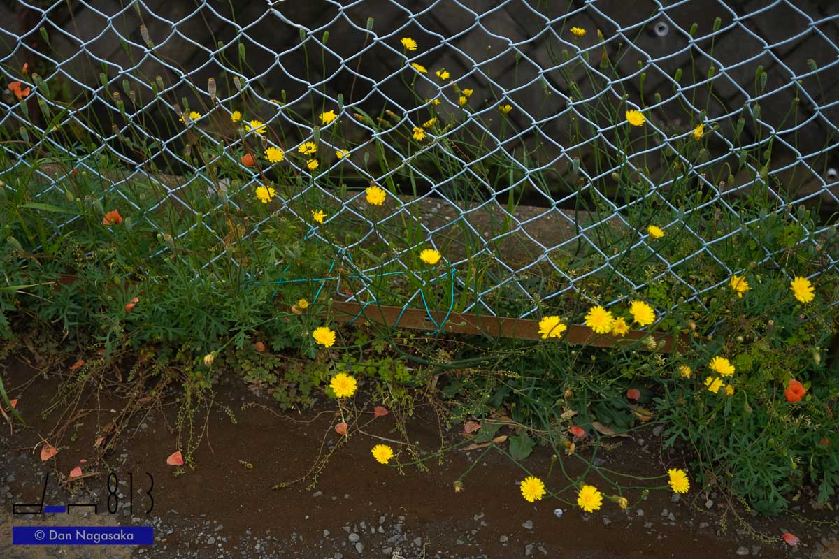 早渕川沿いの黄色い花