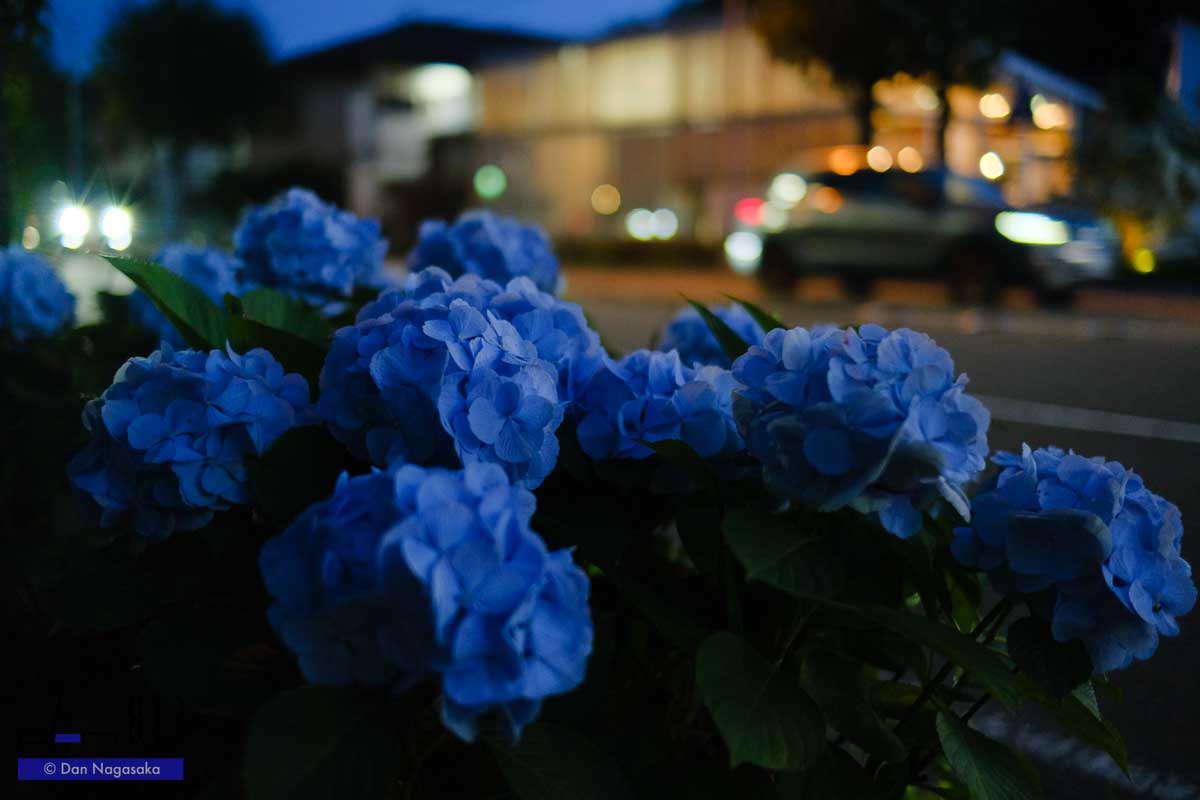 道路脇の青い紫陽花