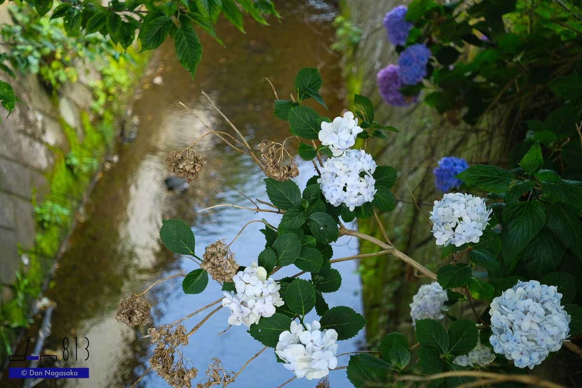 早渕川の紫陽花