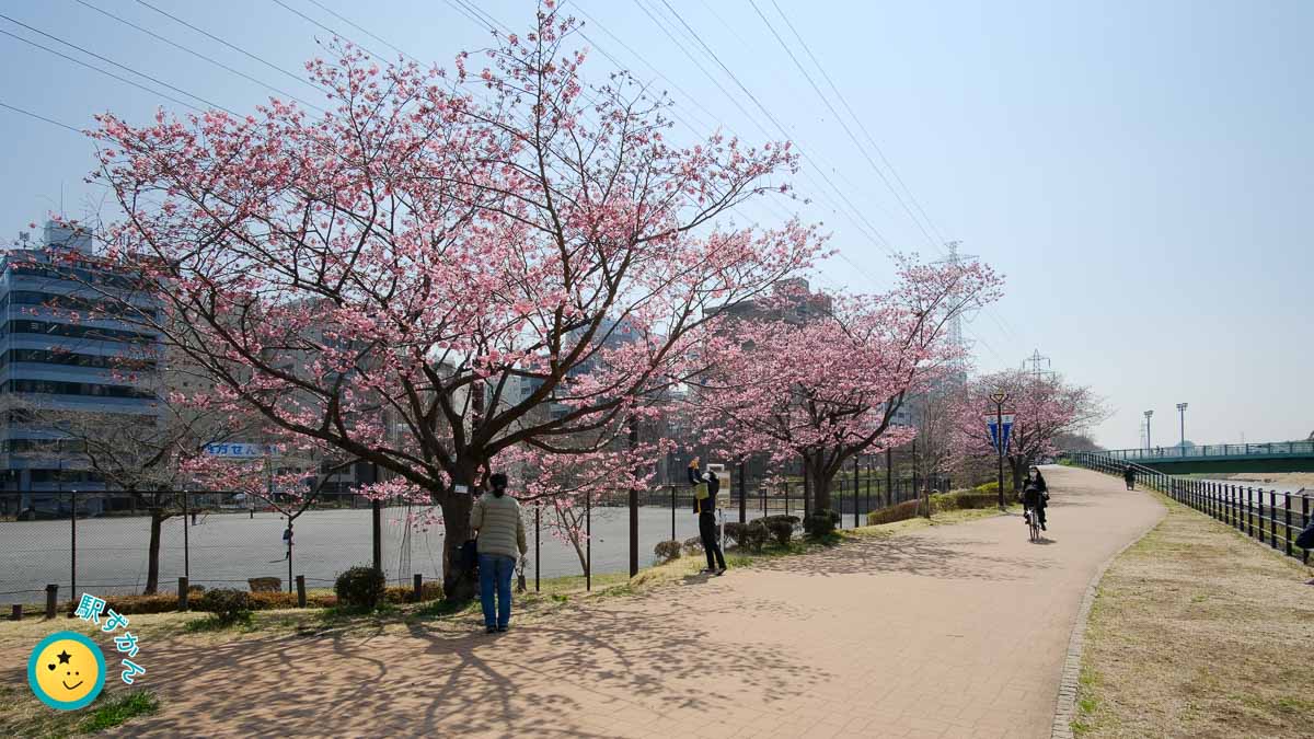 陽光桜と浜鳥橋