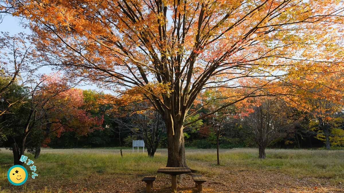 菅生緑地の紅葉とベンチ