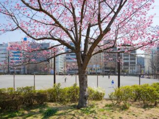 新横浜の陽光桜