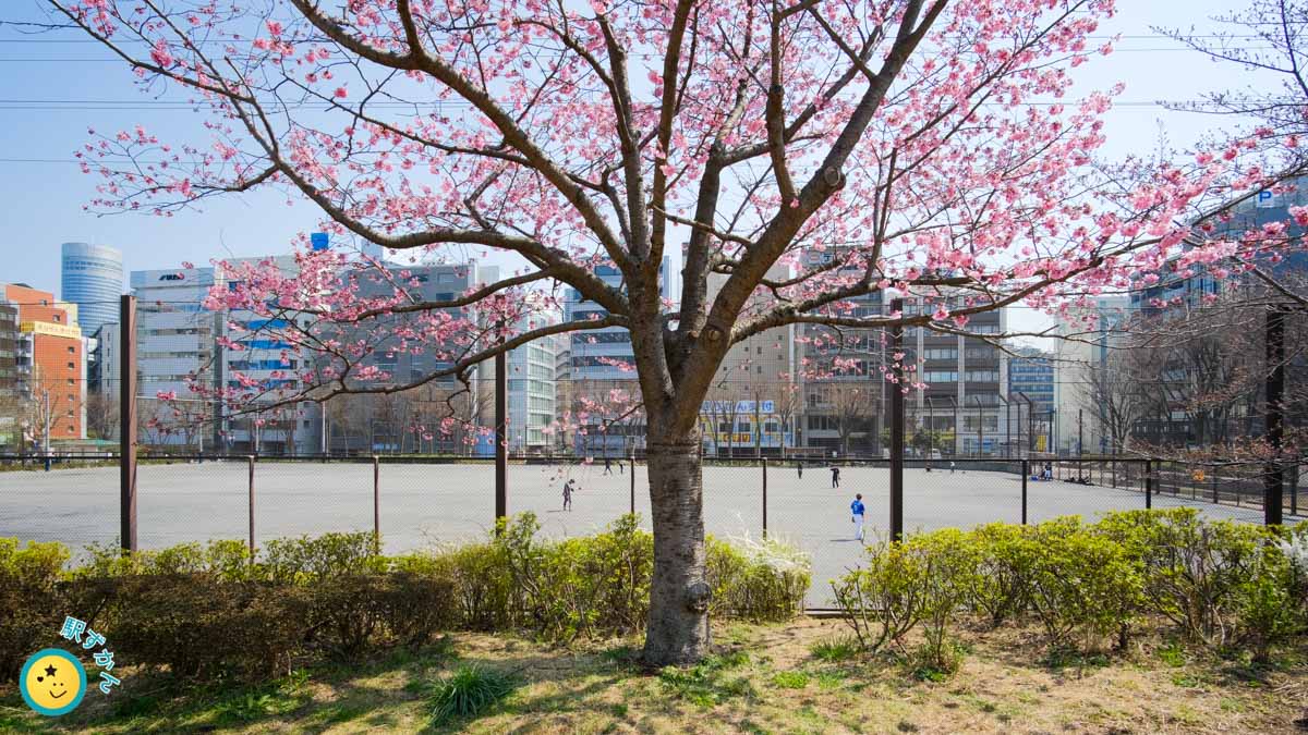 新横浜の陽光桜