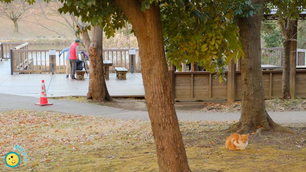 徳生公園の池と猫