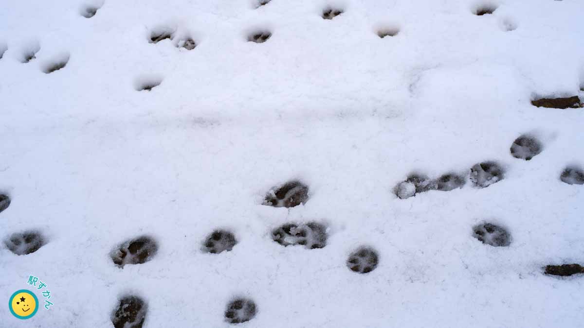 雪の上の猫の足跡