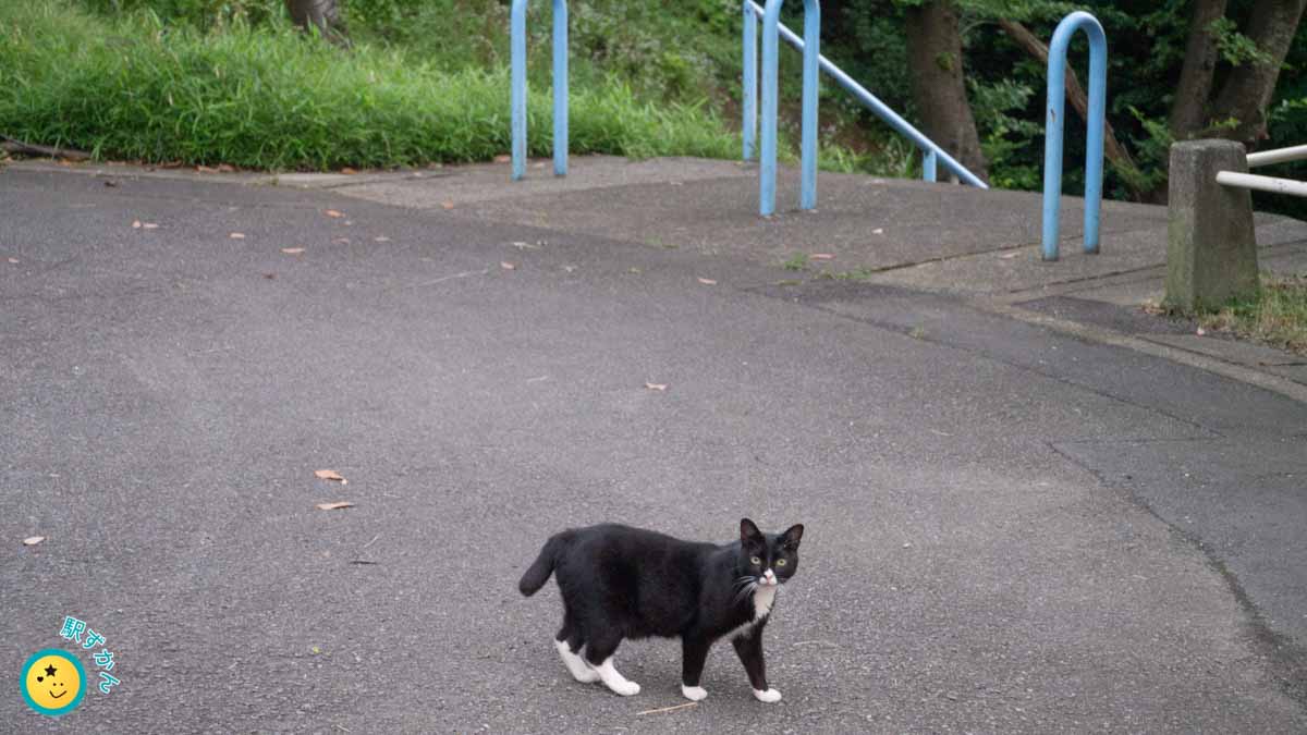 平川神社・美しが丘第七公園の黒猫