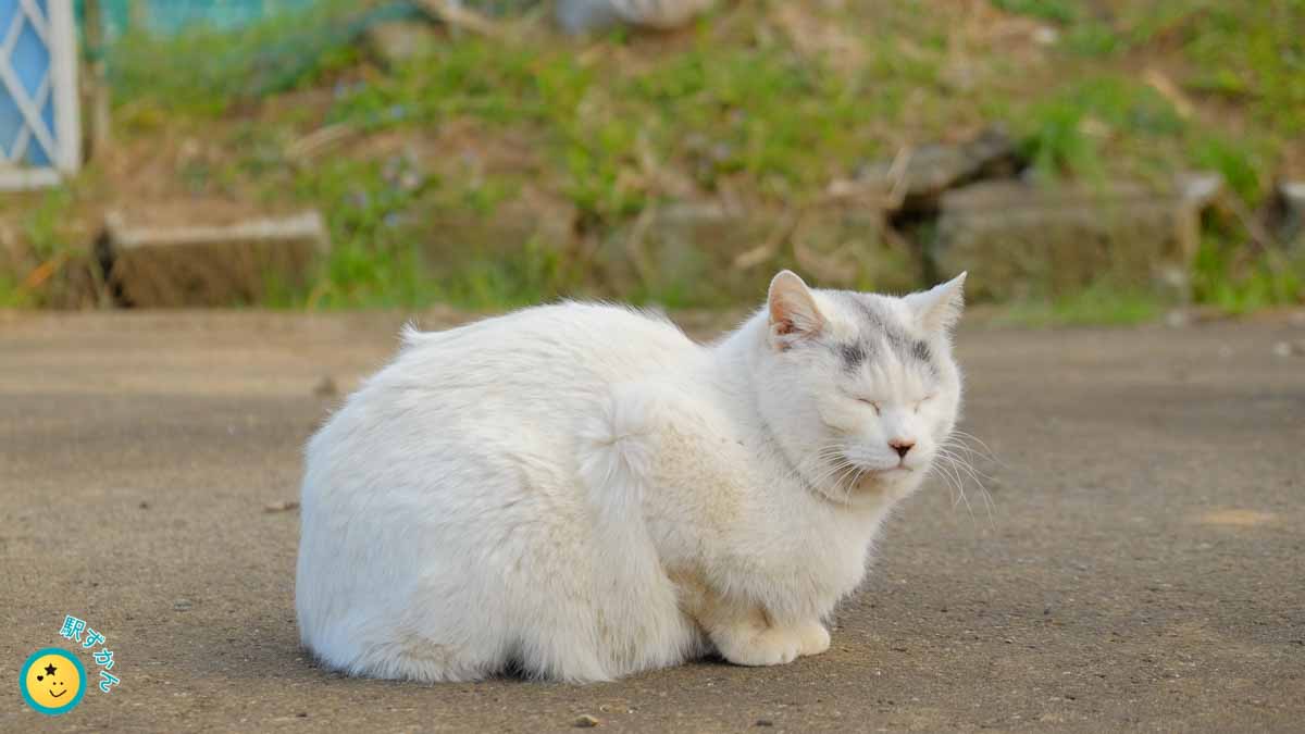 早渕川沿いの白猫