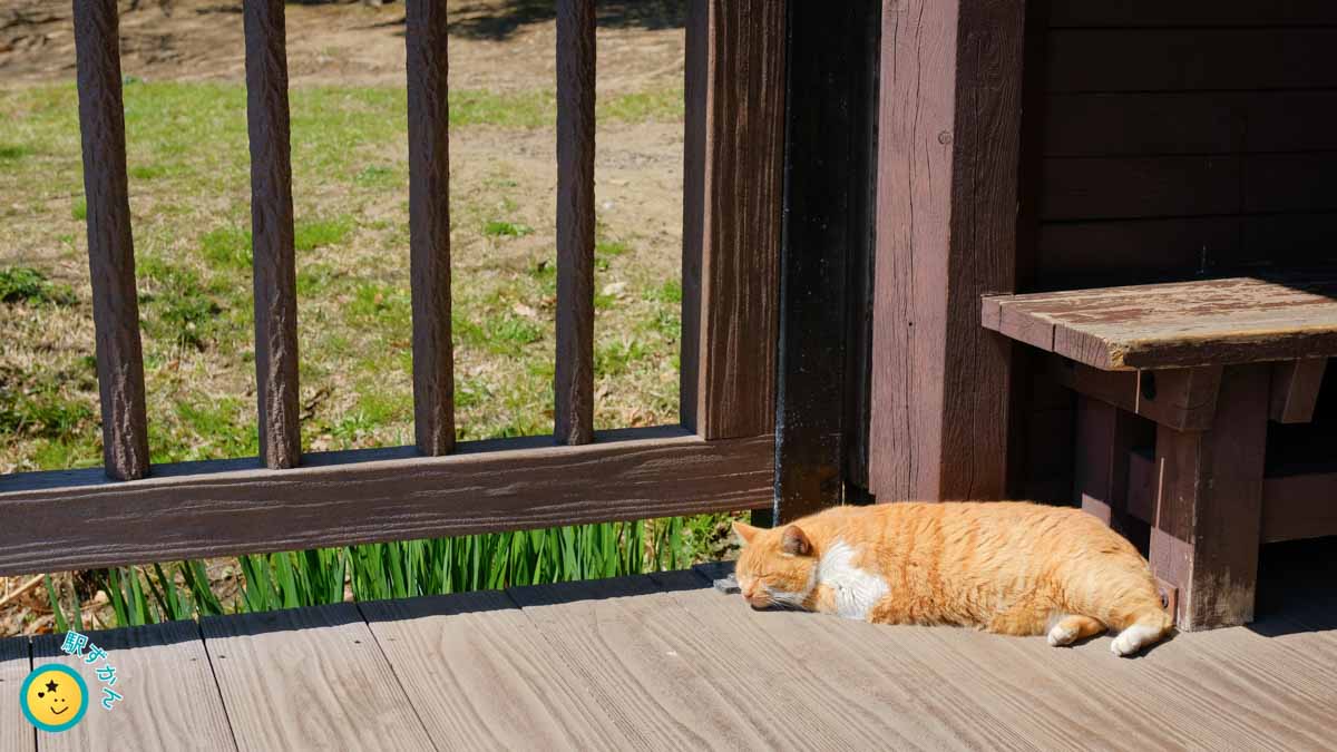 徳生公園の昼寝する猫