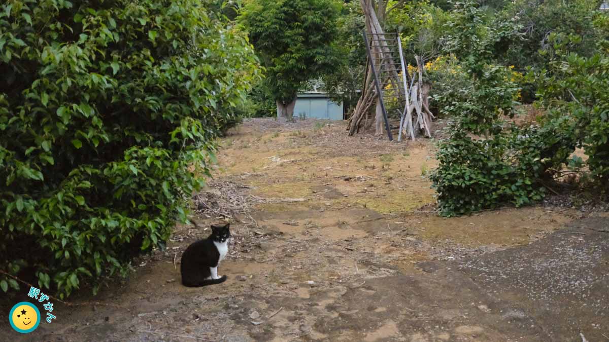 花桃の丘の黒猫