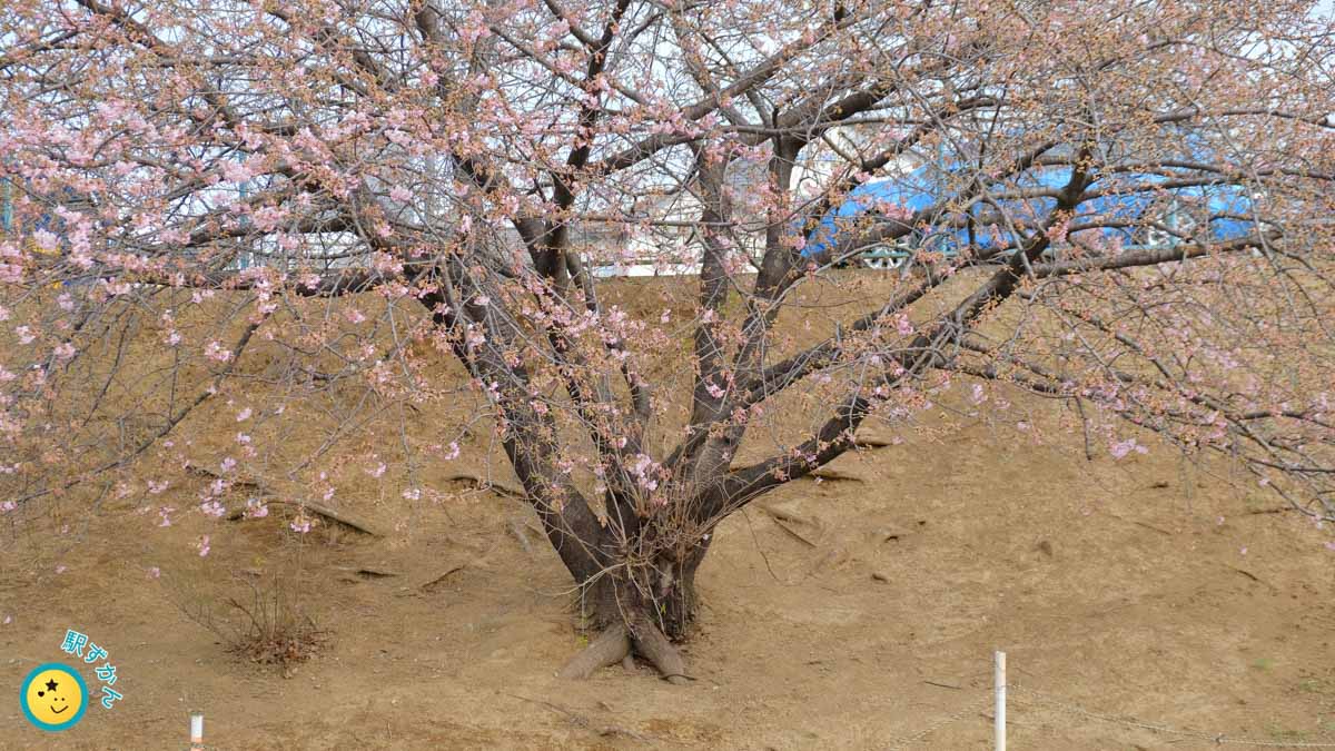 あざみ野の河津桜