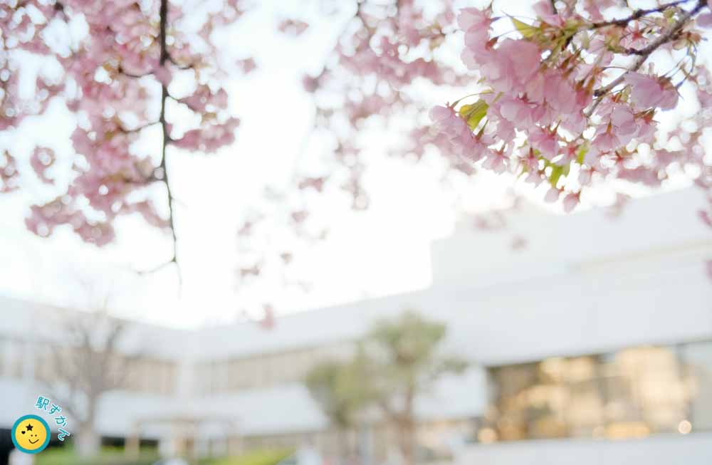 河津桜と横浜市山内図書館
