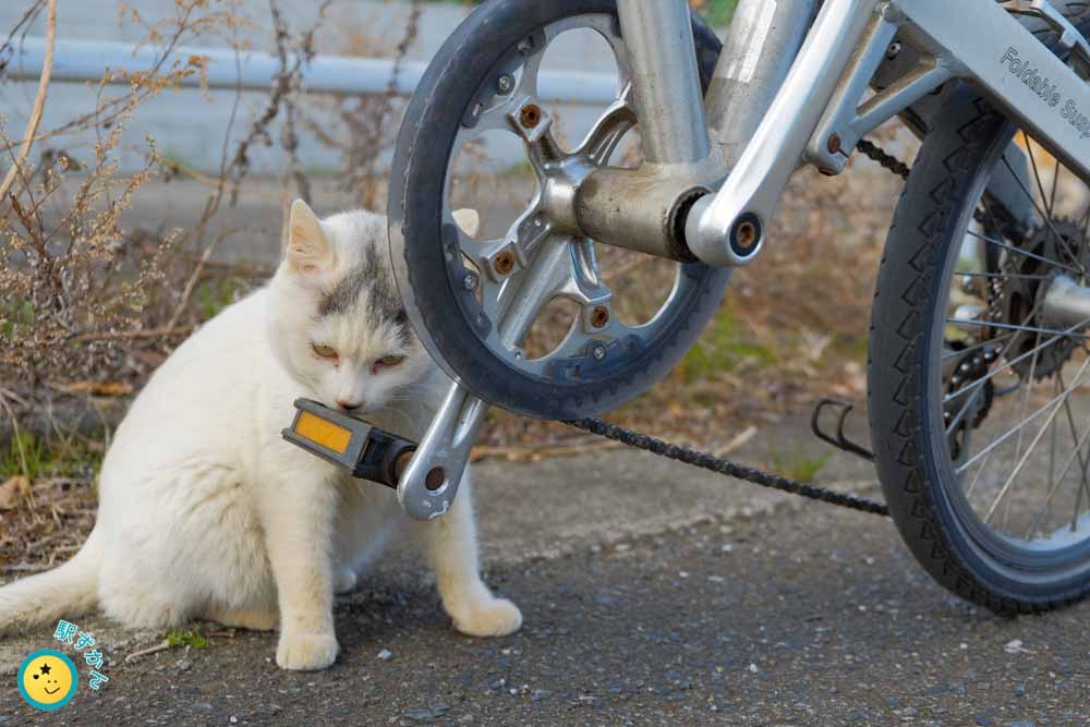 自転車を嗅ぐ白ネコ
