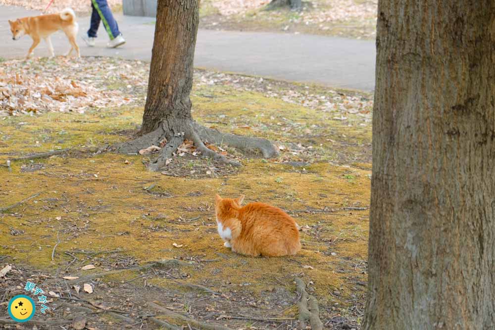 徳生公園の野良猫と散歩犬