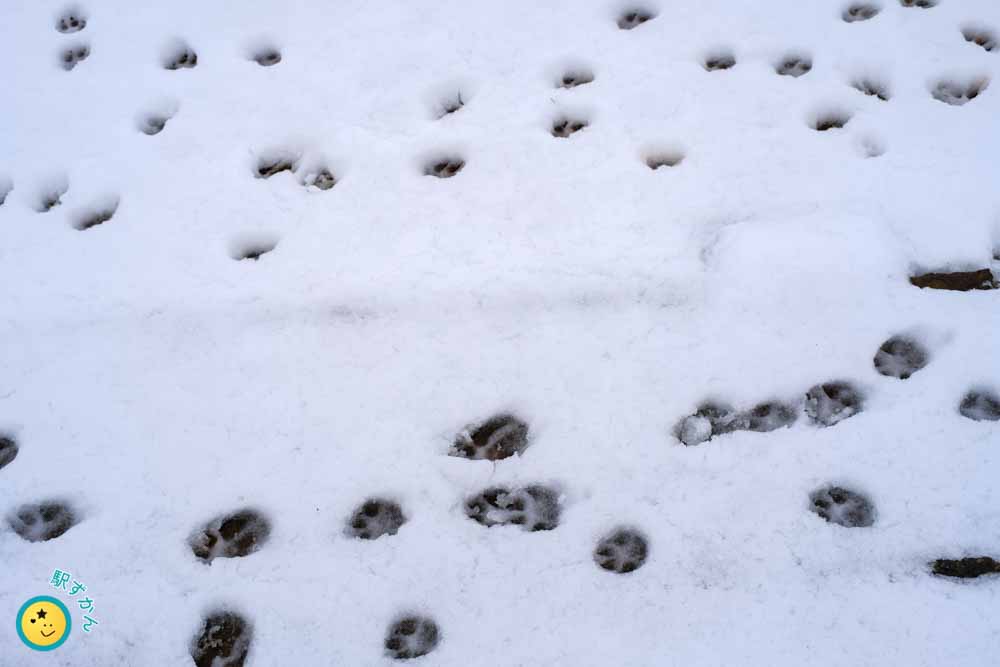 雪についた猫の足跡