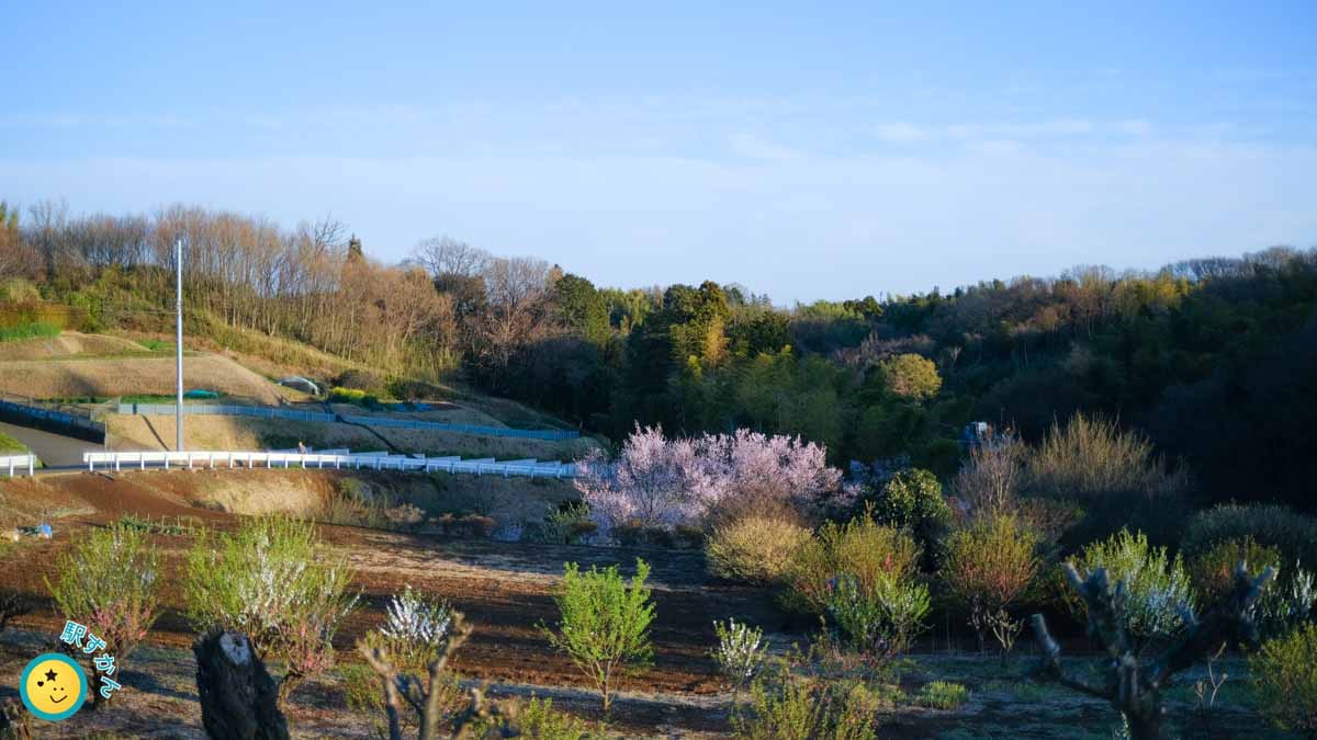 花桃の丘