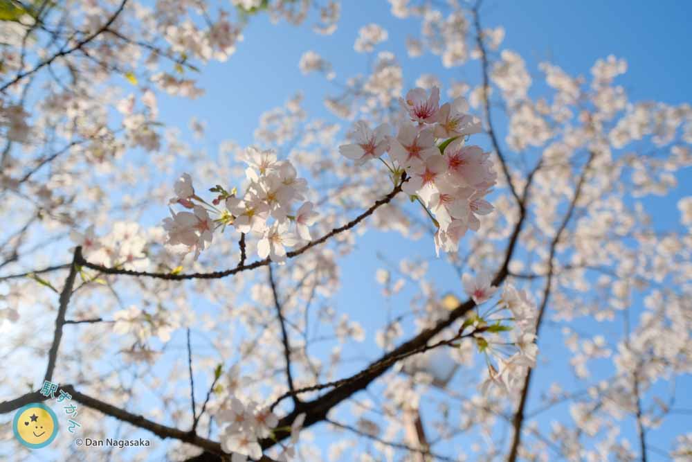 ソメイヨシノの早咲き品種の玉縄桜