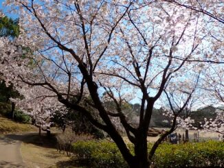 王禅寺ふるさと公園の満開の桜