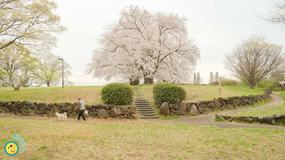 犬の散歩と満開の桜