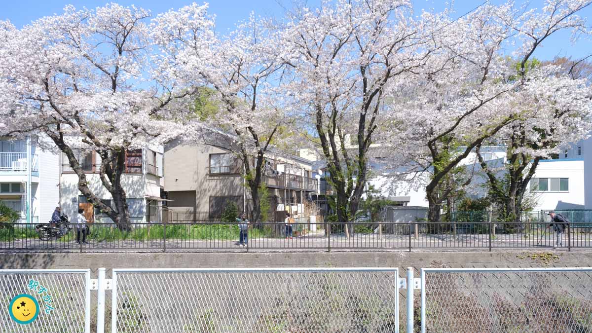 麻生川沿い桜と遊歩道