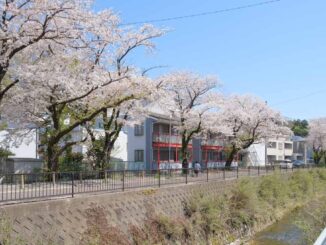 麻生川、満開の桜