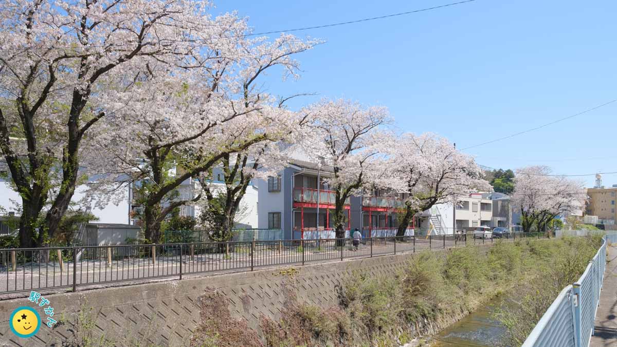 麻生川、満開の桜