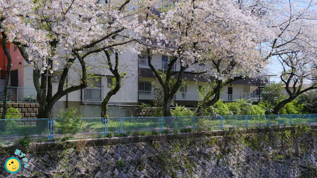 麻生川の桜