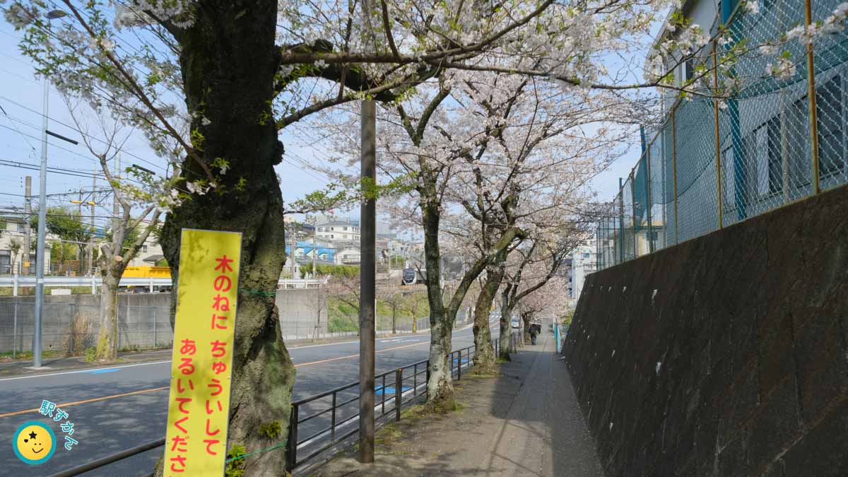宮前区の桜並木