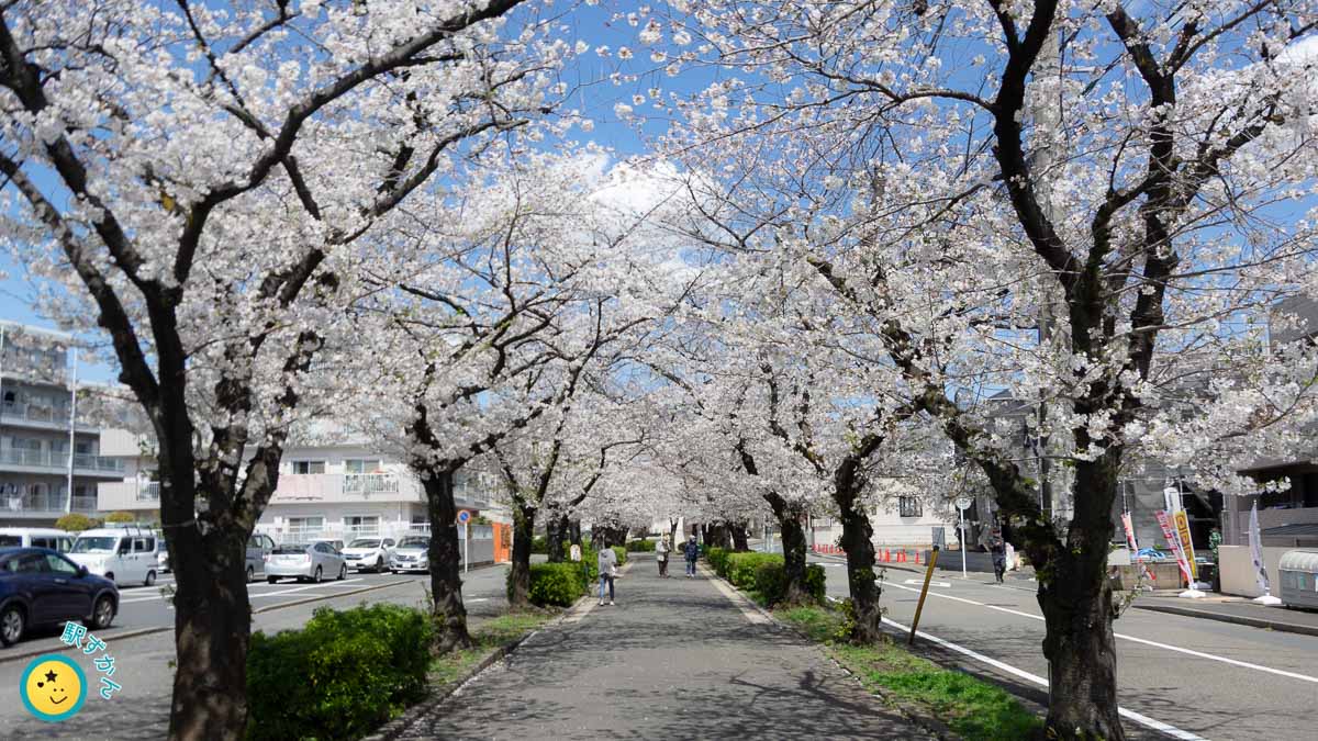 新石川 桜並木通り
