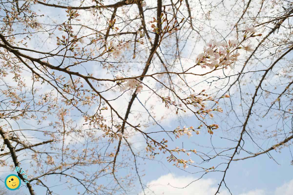 １分咲きのソメイヨシノ