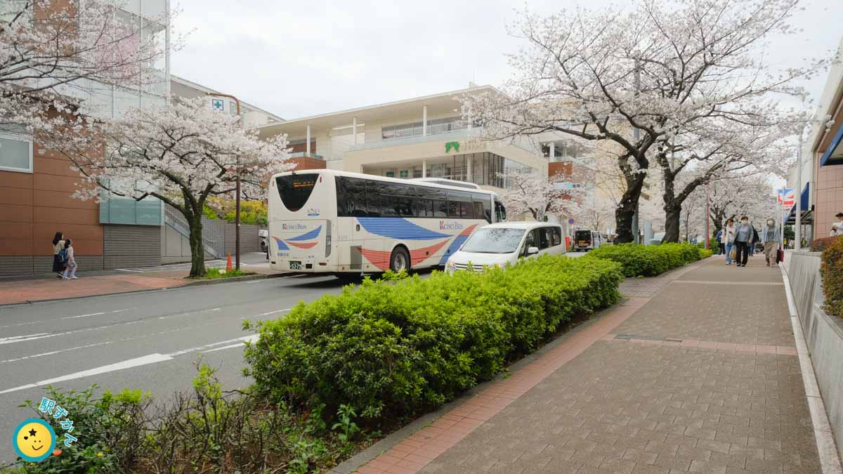満開の桜と高速バス